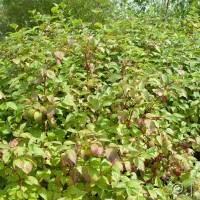 Red-barked Dogwood